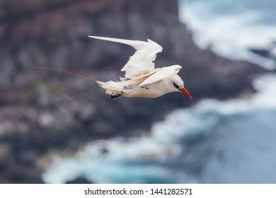 Red Tailed Tropicbird On Norfolk Island Australia