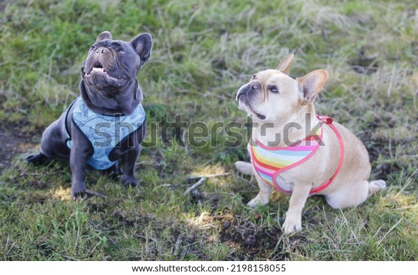 Red Tan\
(right) and Blue Isabella (left) Frenchies Begging for Treat.\
Off-leash dog park in Northern\
California.