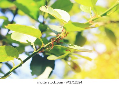 Red and teamwork are nesting and walking on branch of a green tree in nature with natural light bokeh background .Can be motivated to work and harmony.