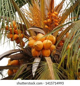 Red Tender Coconut  In Its Own Tree