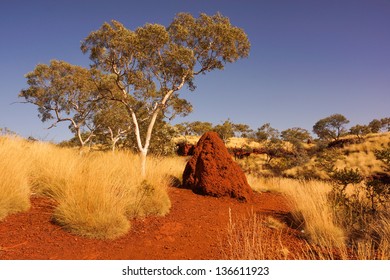 Eucalyptus Trees Australia Images, Stock Photos & Vectors |