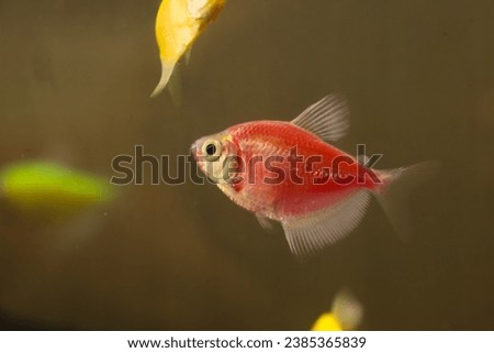 Red tetra fish in aquarium.  Serpae tetra (Hyphessobrycon eques), also known as gem tetra or callistus tetra, is a species of tropical freshwater fish from the characin family (family Characidae).