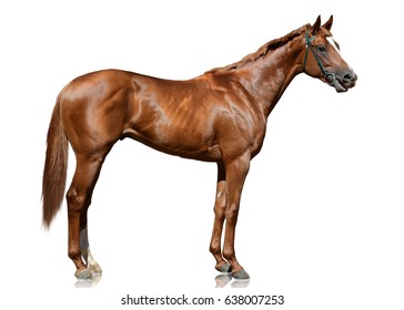 The Red Thoroughbred Race Horse Standing Isolated On White Background. Side View