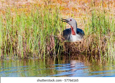 Red Throated Loon In A Birds Nest