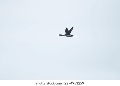 Red Throated Loon flying overhead