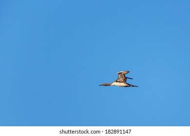 Red Throated Loon Flying In The Sky