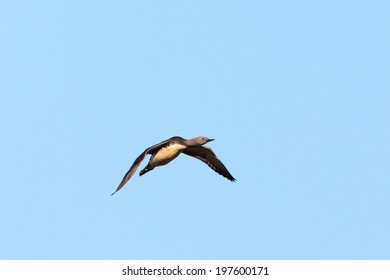 Red Throated Loon Flying In The Sky