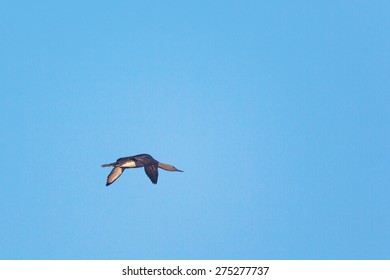 Red Throated Loon Flying In The Sky