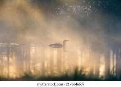 Red Throated Loon Morning Mist On A Bog