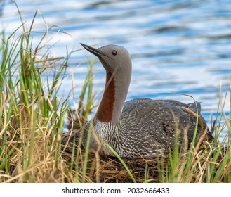 Red throated loon nesting at the water's edge,Tromso - Shutterstock ID 2032666433