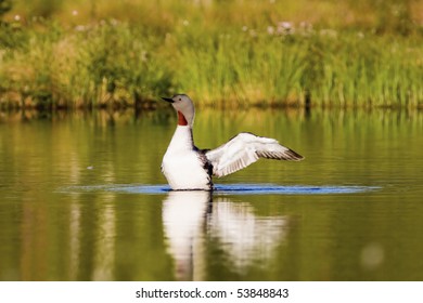 Red Throated Loon With Spread Wings