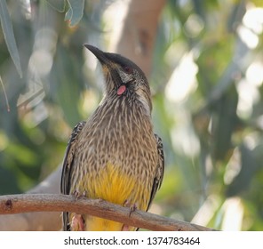 Red Throated Wattle Bird