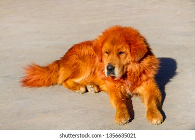 Red Tibetan Mastiff Dog, Tibet. 