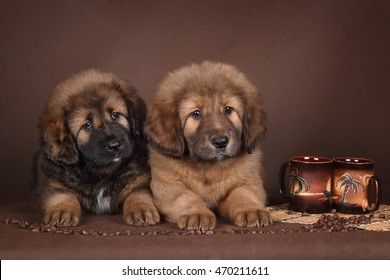 Red Tibetan Mastiff Puppies With Cups Of Coffee