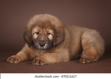Red Tibetan Mastiff Puppy