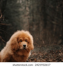 Red Tibetan mastiff for a walk in the forest. Tibetan mastiff adult dog in drizzling rain.looking with a curious expression.rare breed.a large size Tibetan dog breed. Its double coat is medium to lon