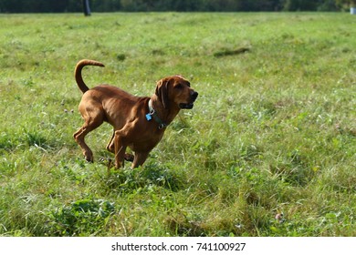 Red Tick Coon Hound Running