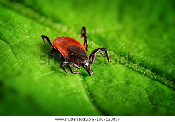 Red tick\
scrabbling on a green leaf, sharp\
closeup