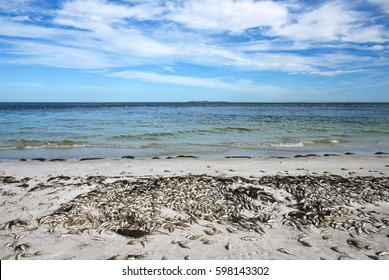 Red Tide: Beach Covered With Dead Fish Killed By The Toxic Bloom Of Red Algae In Tampa Bay Florida.   