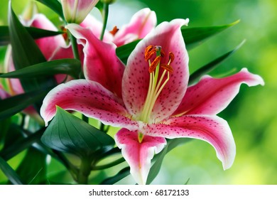 Red tiger lilies as present