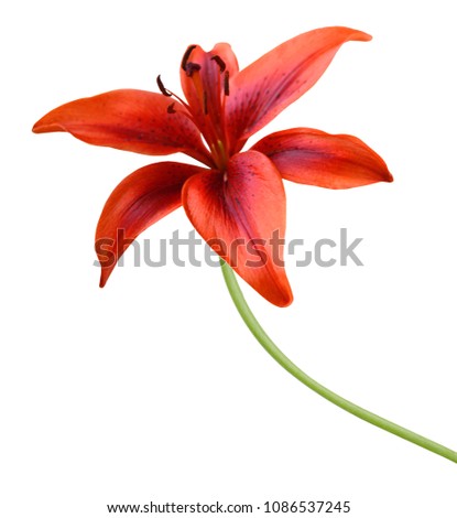 Red tiger lily isolated on white background