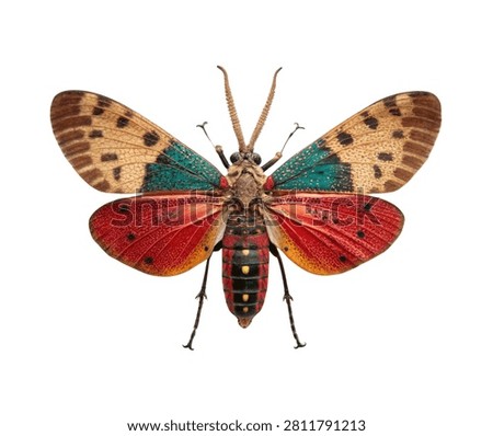 Red Tiger Moth Wings Open Pose with Red Brown Pattern Isolated on White Background