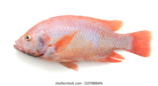 Red Tilapia Fish Isolated On White Background