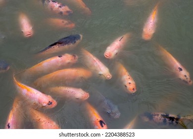 Red Tilapia Fish In The Pond