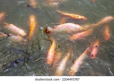 Red Tilapia Fish In The Pond