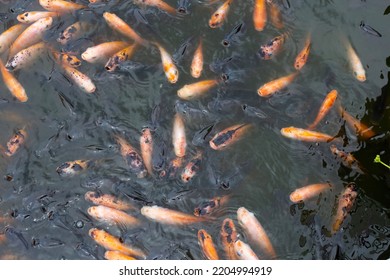 Red Tilapia Fish In The Pond