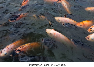 Red Tilapia Fish In The Pond