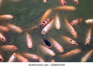 Red Tilapia Fish In The Pond