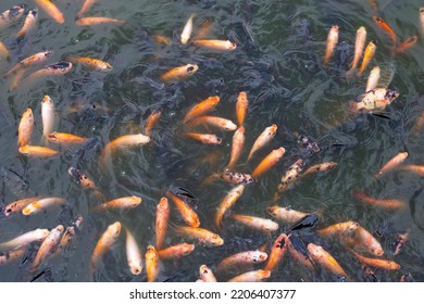 Red Tilapia Fish In The Pond