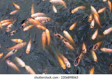 Red Tilapia Fish In The Pond