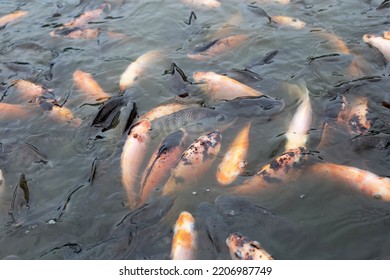 Red Tilapia Fish In The Pond