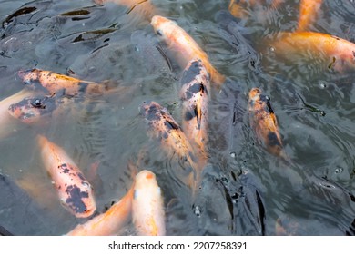 Red Tilapia Fish In The Pond