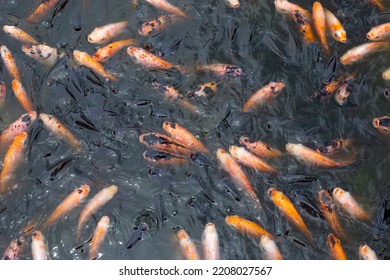 Red Tilapia Fish In The Pond