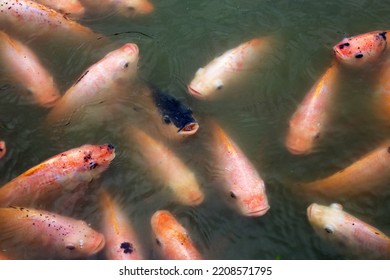 Red Tilapia Fish In The Pond