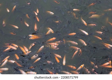 Red Tilapia Fish In The Pond