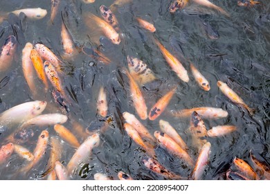 Red Tilapia Fish In The Pond