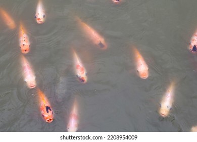 Red Tilapia Fish In The Pond