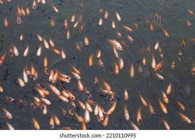 Red Tilapia Fish In The Pond