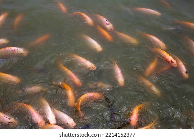 Red Tilapia Fish In The Pond