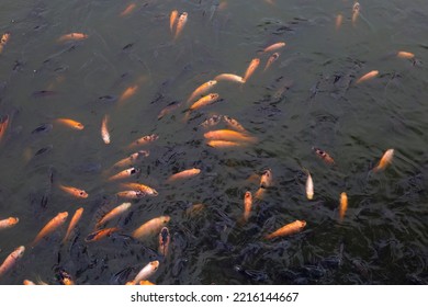 Red Tilapia Fish In The Pond