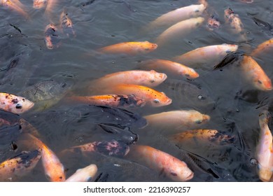 Red Tilapia Fish In The Pond