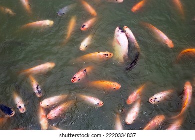 Red Tilapia Fish In The Pond