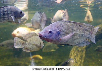 Red Tilapia fish swimming in a pond