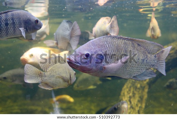Red Tilapia fish swimming\
in a pond