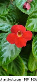 A Red Tiny Flower From My Aunt Backyard