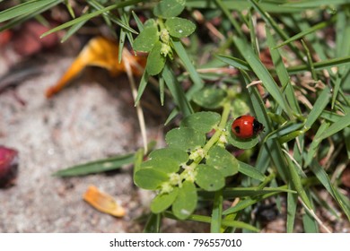 Red tiny insect  wondering in nature